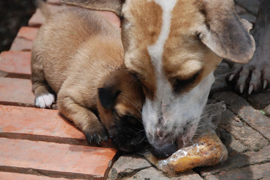 Diese beiden haben uns dann gleich am Eingang zur Tempelanlage begrüßt. Es hat mich oft traurig gemacht diese Straßenhunde zu sehen
