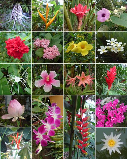 Diese Pflanzen, diese Farben...ohne Worte!