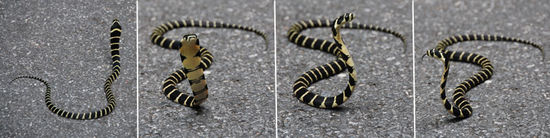 Schönheit von allen Seiten...