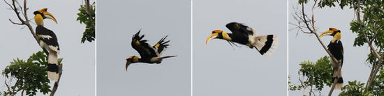 Big Hornbill- oder auch Nashornvogel