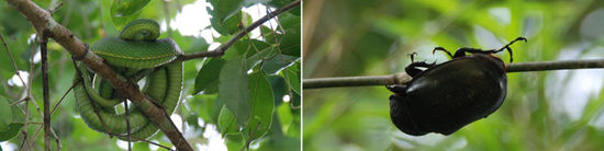 Grüne Baumviper + Riesenkäfer