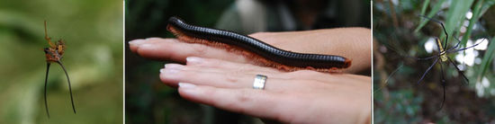 Spinnen + Tausendfüssler auf meiner Hand