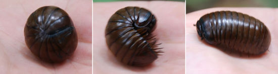 ...auch ein Hundertfüssler