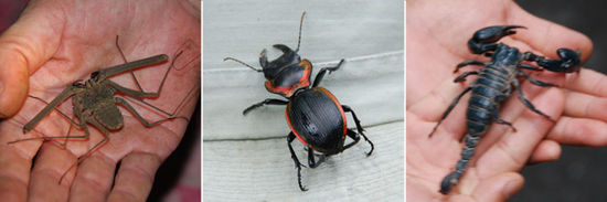 Käfer + Elephant-Scorpion