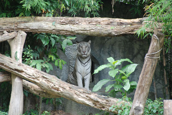Miau