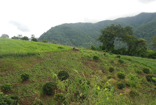 Felder der Hmong