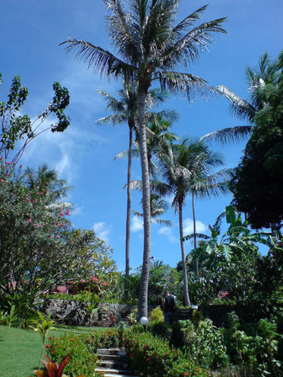 Kokospalmen im botanischen Garten des Resorts.