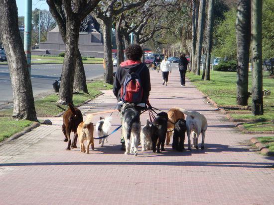 Hundesitter, vielfach anzutreffen