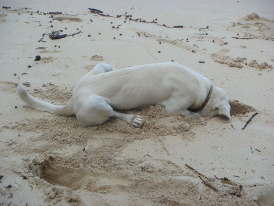 Einer seiner Lieblingsspiele war Krebse fangen. Buddeln was das Zeug haelt, Kopf rein, abwarten und zuschnappen.