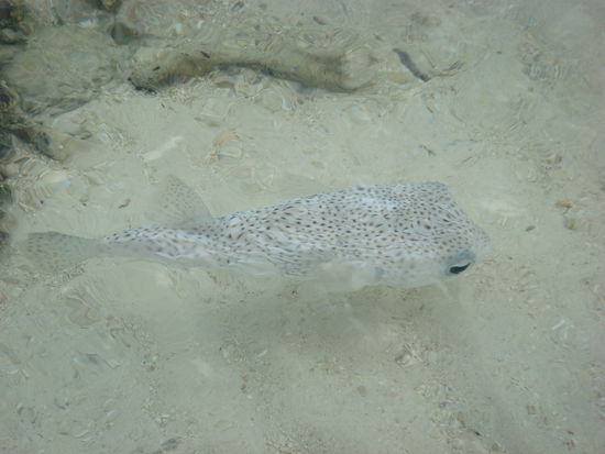 Kugelfisch, potenzielles Opfer von Snow und White