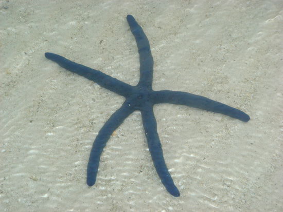 Seestern den wir oft antrafen