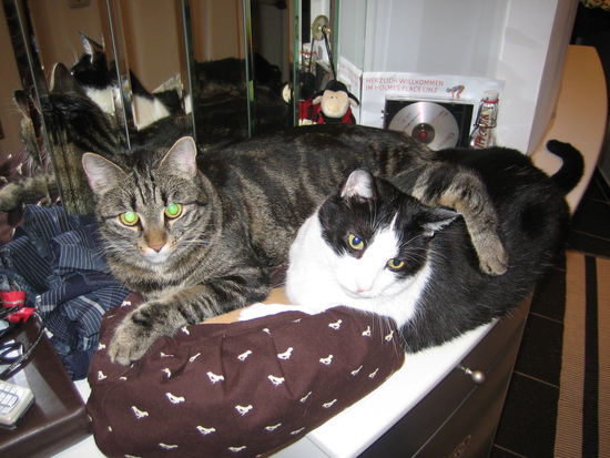 Meine zwei Kater! Tiger Marley und Katze Peppi! Beide viel zu groß und viel zu dick!