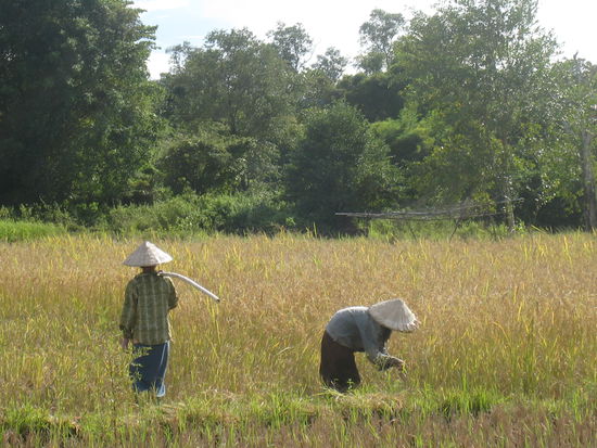Feldarbeit auf der Insel Don Det