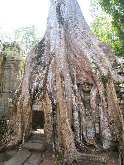 Riesige Baeume sind teilweise ueber die Tempel gewachsen ...