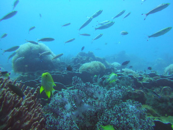 Ueberall Fische!! Geil oder??