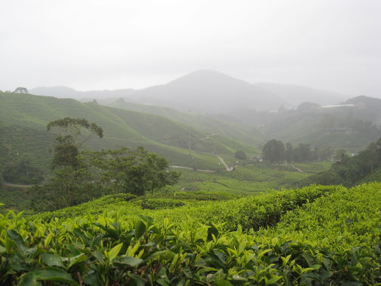 Tee wohin das Auge blickt