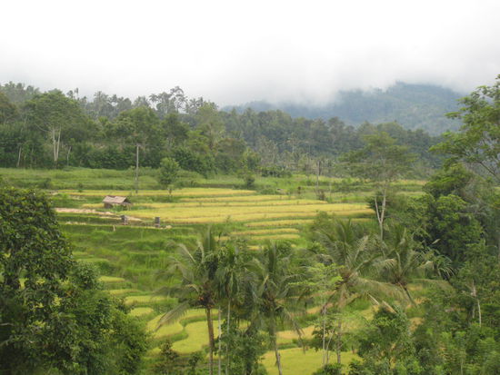 Riceterassen in Bali mitte