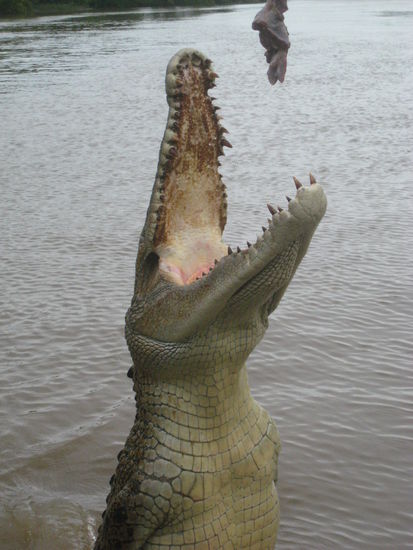 Kein Zoom! Das Krokodil war wirklich so nahe!!