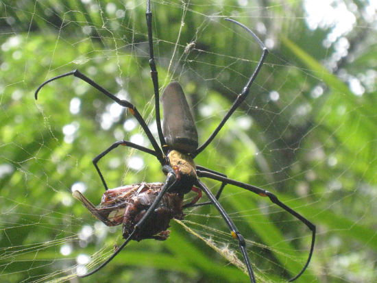 Uiihhhh! Meine erste Riesenspinne! I bin fast ausgeflippt als ich die gesehen habe!