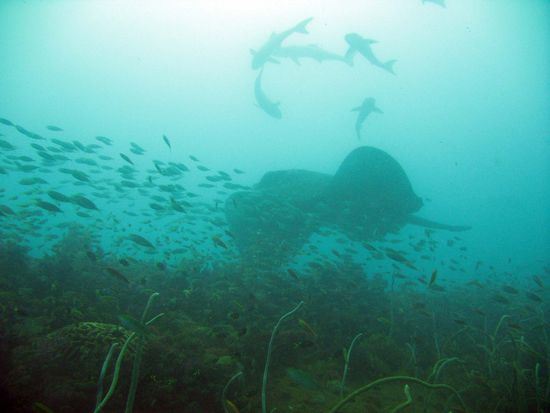 Oben Haie! Unten Rochen! Was will man mehr??