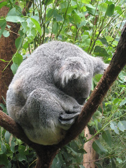 Koala Baerli!! Suess oder? 