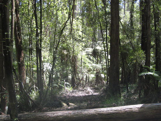 Spaziergang durch den Wald