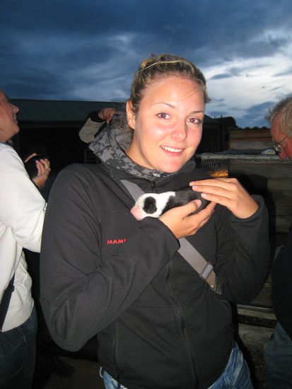 Kleine Hundewelpen! Haben will, haben will!