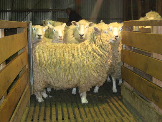 Koennt ihr die Angst in den Augen der Schafe sehen?? Die wissen genau dass ich ihnen in ein paar Minuten ans Fell will! 