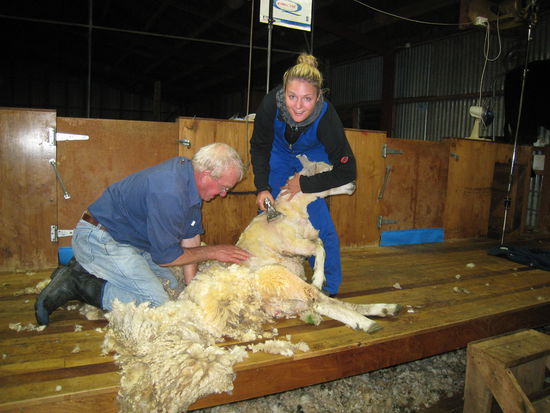 Ha, und da schaut das Schaf gleich viel duenner aus! 