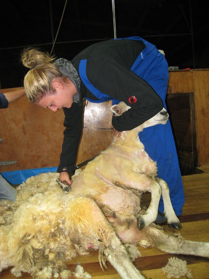 keine Sorge, das Schaf hat es ueberlebt!! 