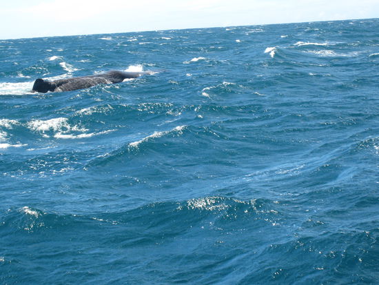 Da ist er! habe leider kein besseres Foto schiessen koennen, da das Boot so gewackelt hat!