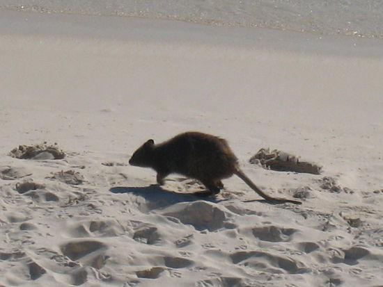 Nein es ist keine Ratte