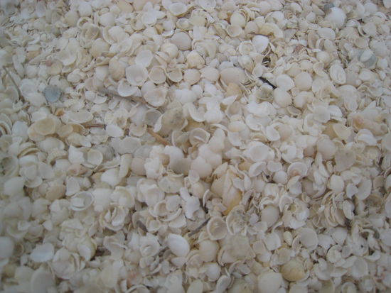 Shell Beach