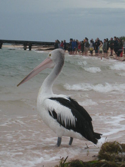 Der Pelikan hat auch auf die Delphine gewartet 