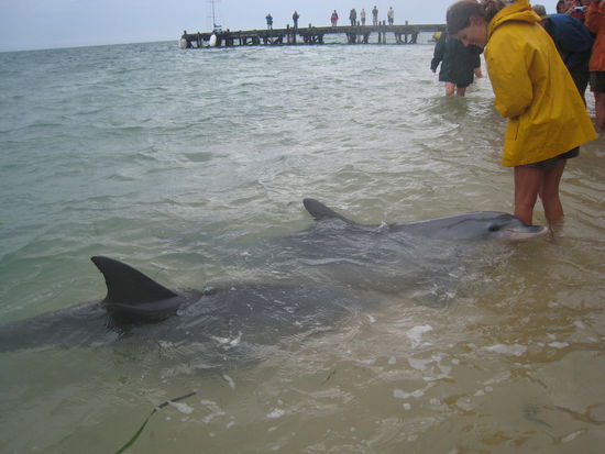 Wenns Fish gibt dann kommen sie