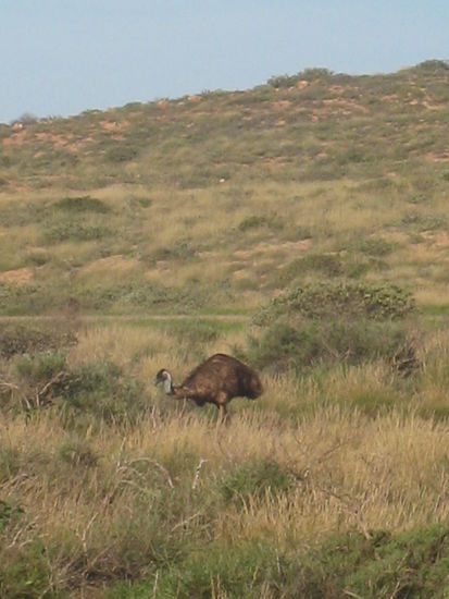 Emu