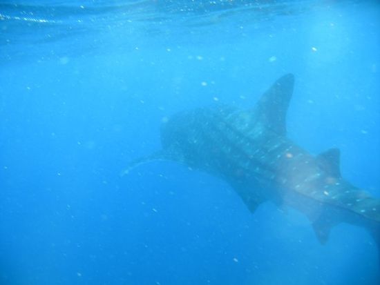 Whaleshark!!