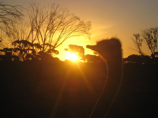 einer meiner letzten Sonnenuntergaenge in OZ mit einem Emu im Bild!
