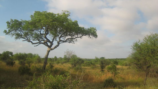 Kruger NP