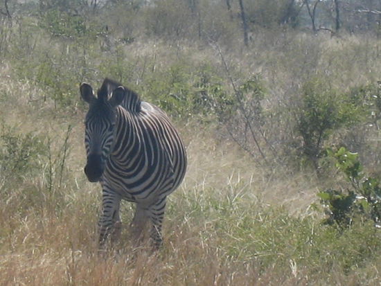 Zebra