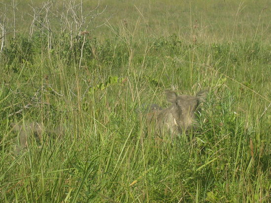 Guck mal wer da ist ... 