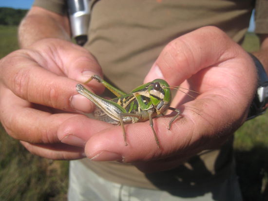Morningwalk, auch die kleinsten Tiere muessten begutachtet werden! 