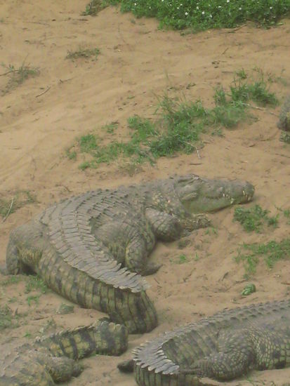 Darf ich vorstellen, thats Danger and his friends!