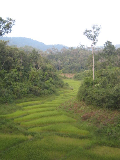 Bilder von der Trekkingtour! Reisfelder!