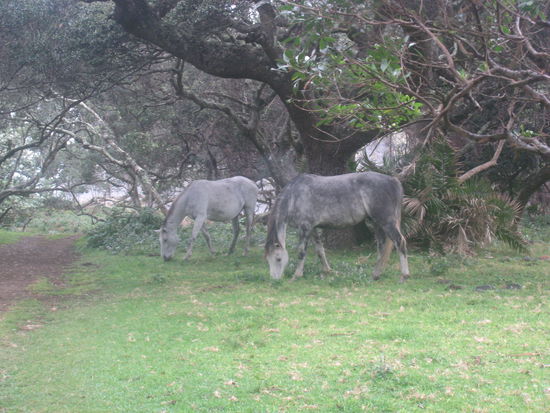 Ueberall stehen Pferde, Kuehe, Schafe, Ziegen, Hunde, etc... herum