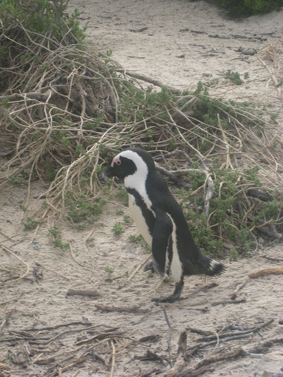 Da watschelt mir schon einer entgegen