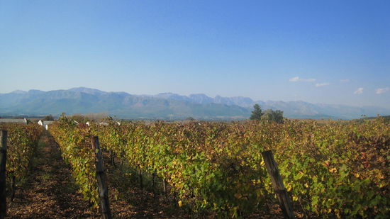 Winetasting mit dem Hintergrund, was will man mehr?