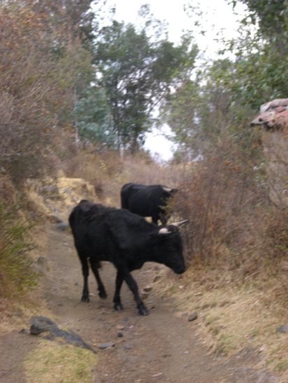 Die hab ich auf dem Heimweg getroffen...