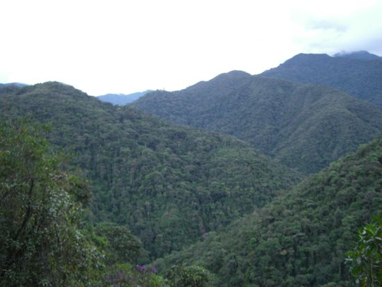 Parque National Podocarpus