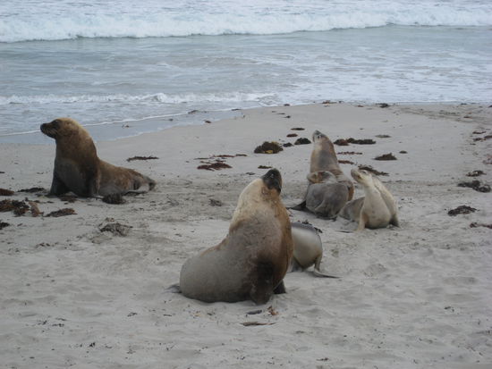Robben und Seeloewen am Strand